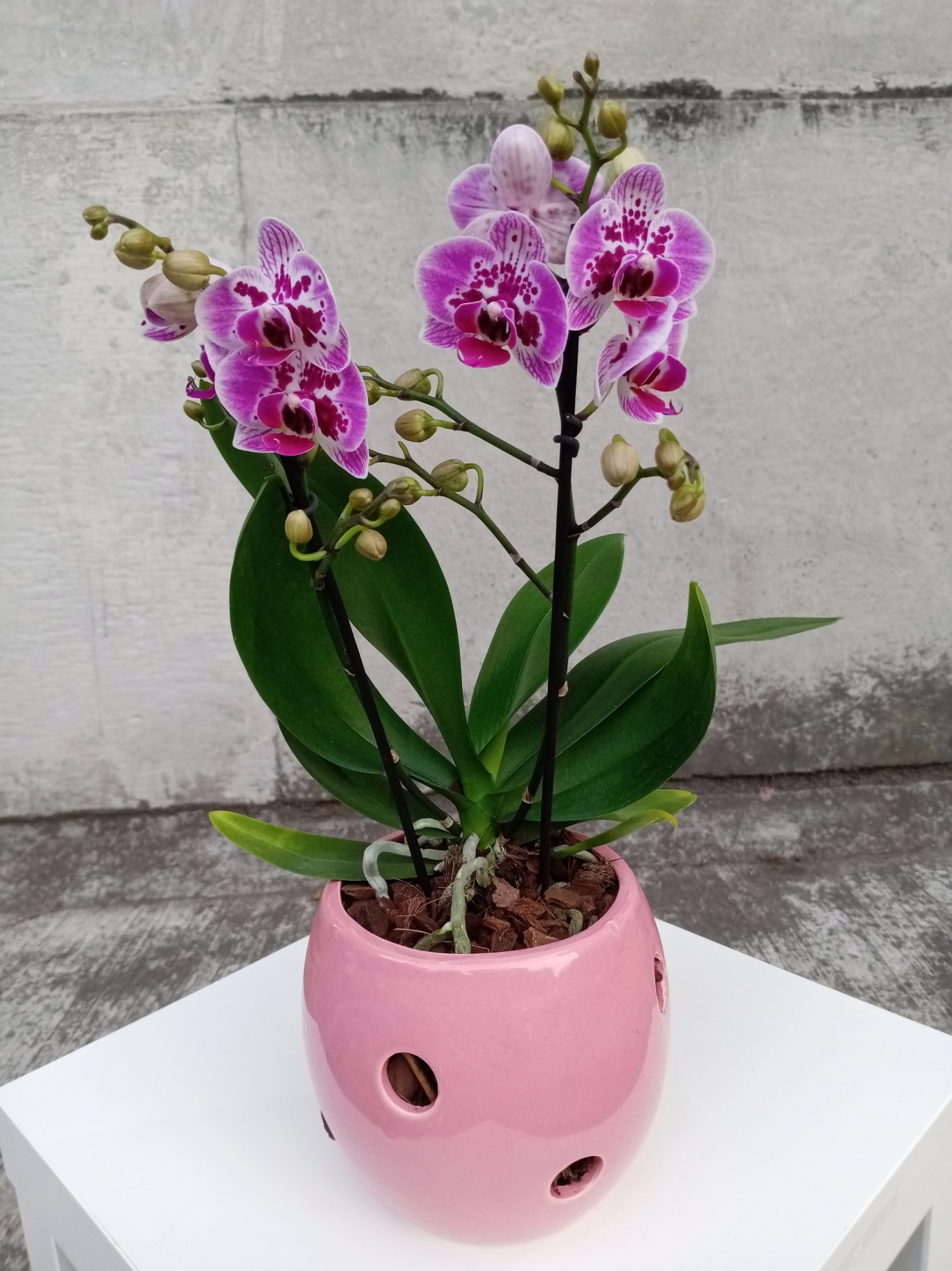 Orquídea morada en maceta rosa con detalles decorativos.